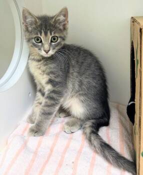 Siracha -  Domestic Short Hair Cat for Adoption in Zimmerman, Minnesota - Siracha | PetCurious