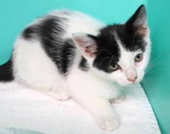 Motor -  Domestic Short Hair Cat for Adoption in Thief River Falls, Minnesota - Motor | PetCurious