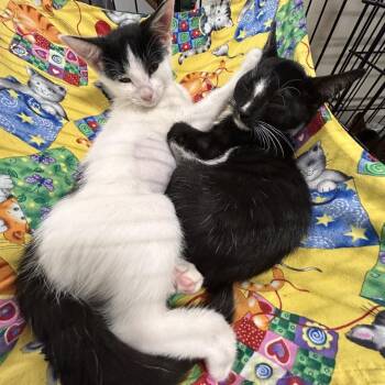 Quill -  Domestic Short Hair Cat for Adoption in Fayetteville, Georgia - Quill | PetCurious
