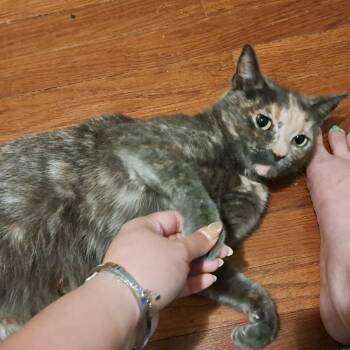 Sherri -  Domestic Short Hair Cat for Adoption in Philadelphia, Pennsylvania - Sherri | PetCurious