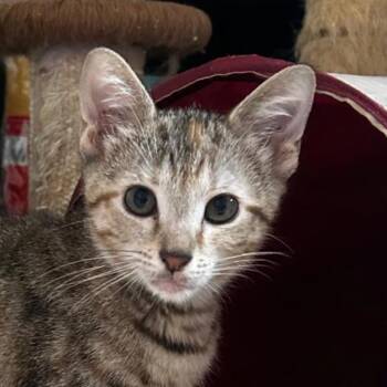 Twix Llanos (Honey kitten) -  Domestic Short Hair Cat for Adoption in Merrifield, Virginia - Twix Llanos (Honey Kitten) | PetCurious