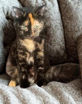 Domestic Medium Hair Cats Available for Adoption in Warr Acres, Oklahoma - Aurora | PetCurious