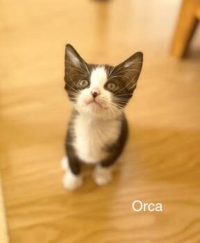 Orca -  Domestic Short Hair Cat for Adoption in Honolulu, Hawaii - Orca | PetCurious