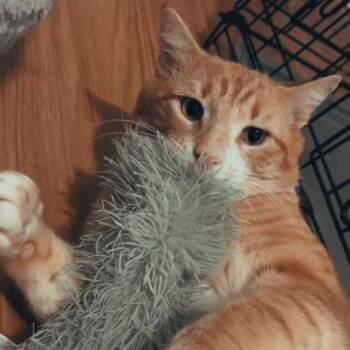 American Shorthair Cats Available for Adoption - Pacino | PetCurious