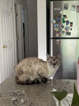 Rescue Bengal Cats for Adoption in Fort Collins, Colorado - Karat | PetCurious