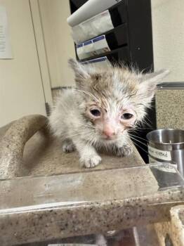 BRUNO -  Domestic Short Hair Cat for Adoption in Riverside, California - BRUNO | PetCurious