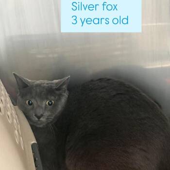 Domestic Short Hair Cats Available for Adoption in Tampa, Florida - Silver Fox | PetCurious