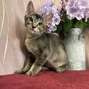 Cobalt -  Domestic Short Hair Cat for Adoption in Long Beach, Mississippi - Cobalt | PetCurious