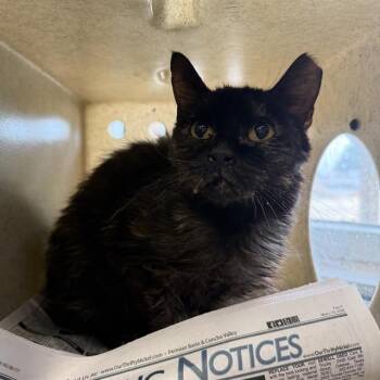 ARAGORN -  Domestic Short Hair Cat for Adoption in San Antonio, Texas - ARAGORN | PetCurious