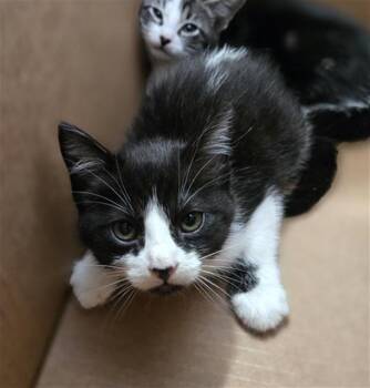 MELANIE -  Domestic Short Hair Cat Available for Adoption in Dallas, Texas - MELANIE | PetCurious