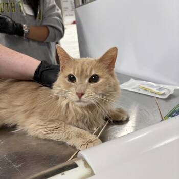 Domestic Medium Hair Cats Available for Adoption in New York, New York - Cappuccino | PetCurious
