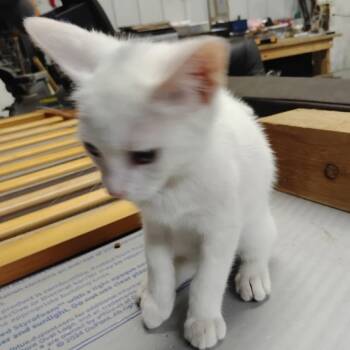 Asia -  Domestic Short Hair Cat for Adoption in League City, Texas - Asia | PetCurious
