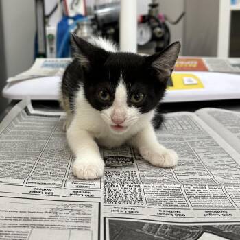 Alberta -  Domestic Short Hair Cat for Adoption in Houston, Texas - Alberta | PetCurious
