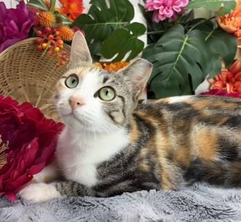 Cleo -  Domestic Short Hair and Calico Cat for Adoption in Ocean Springs, Mississippi - Cleo | PetCurious