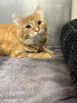 Jasper -  Domestic Medium Hair Cat for Adoption in Bowling Green, Ohio - Jasper | PetCurious