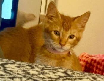 Roan -  Domestic Short Hair Cat for Adoption in Magnolia, Texas - Roan | PetCurious