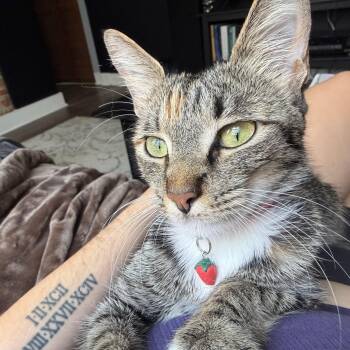 Star -  Domestic Short Hair Cat for Adoption in Richmond, Virginia - Star | PetCurious