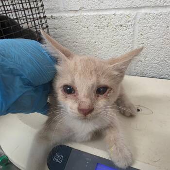 April -  Domestic Short Hair Cat for Adoption in Edinburg, Texas - April | PetCurious