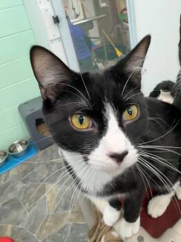Domestic Short Hair Cats Available for Adoption in Shorewood, Illinois - Bashful | PetCurious