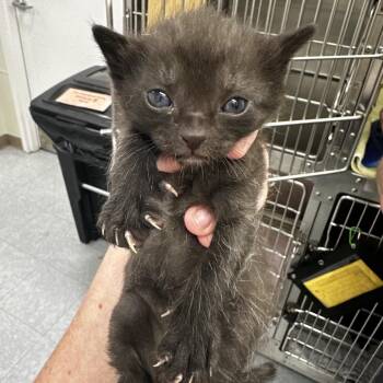 Domestic Short Hair Cats Available for Adoption in Warrensburg, Missouri - Jellybean | PetCurious