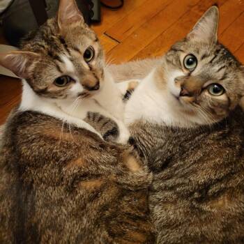 Sheena -  Domestic Short Hair Cat for Adoption in New York, New York - Sheena | PetCurious