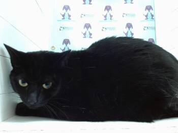 Rescue Domestic Short Hair Cats for Adoption in Orlando, Florida - ORO ORO | PetCurious