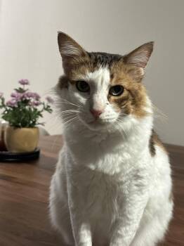 Rescue Domestic Medium Hair and Turkish Van Cats for Adoption in San Jose, California - Hero | PetCurious