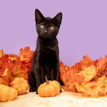 Boo -  Domestic Short Hair Cat for Adoption in Durham, North Carolina - Boo | PetCurious
