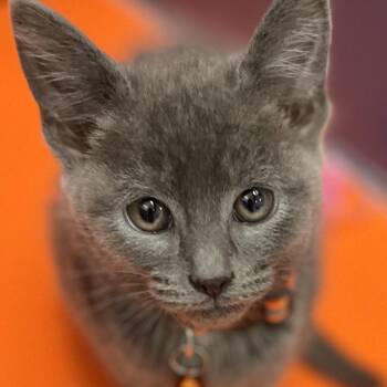 Domestic Short Hair Cats Available for Adoption in Tulsa, Oklahoma - Vince | PetCurious