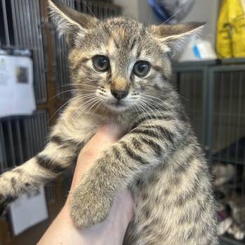 VIOLET -  Domestic Short Hair Cat for Adoption in Richmond, California - VIOLET | PetCurious