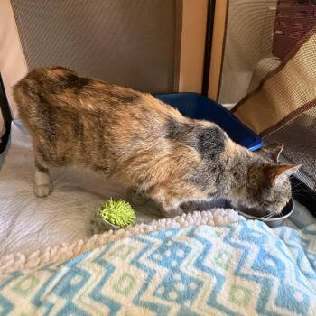 Storm -  Domestic Short Hair Cat for Adoption in Long Beach, California - Storm | PetCurious