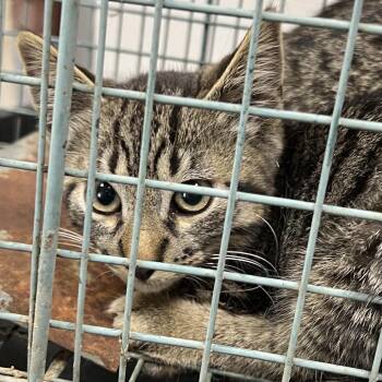Grizzly -  Domestic Short Hair Cat for Adoption in Lufkin, Texas - Grizzly | PetCurious