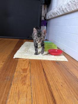 PISTACHIO -  Domestic Short Hair Cat for Adoption in Broomfield, Colorado - PISTACHIO | PetCurious