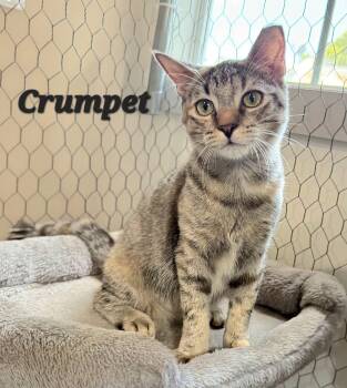Crumpet -  Domestic Short Hair Cat for Adoption in Quail Heights, Florida - Crumpet | PetCurious