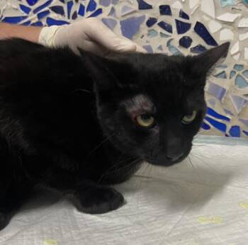 Domestic Short Hair Cats Available for Adoption - KEVIN JAMES | PetCurious