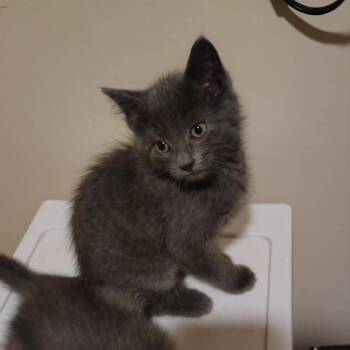 George -  Domestic Short Hair Cat for Adoption in Springfield, Ohio - George | PetCurious