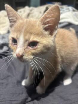 Teddy -  Domestic Short Hair Cat for Adoption in Vancouver, Washington - Teddy | PetCurious