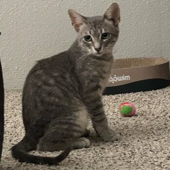 Fantastic TX -  Domestic Short Hair Cat for Adoption in Denver, Colorado - Fantastic TX | PetCurious