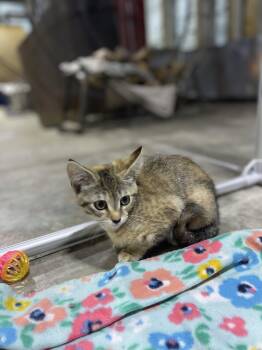 Rescue Domestic Short Hair Cats for Adoption in Voorhees Township, New Jersey - Abby | PetCurious