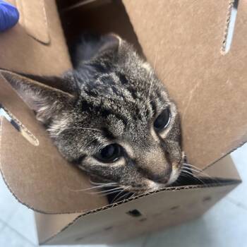Benson -  Domestic Short Hair Cat for Adoption in Philadelphia, Pennsylvania - Benson | PetCurious