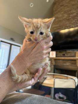 Rescue Domestic Short Hair and Tabby Cats for Adoption in Chattanooga, Tennessee - Crush | PetCurious