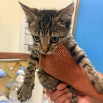 Meadow -  Domestic Short Hair Cat for Adoption in Corinth, Mississippi - Meadow | PetCurious