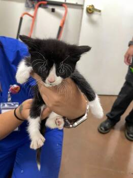 Billie -  Domestic Short Hair Cat Available for Adoption in Chico, California - Billie | PetCurious