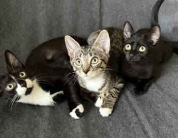 Oliver Putnam -  Domestic Short Hair Cat for Adoption in Elmsford, New York - Oliver Putnam | PetCurious