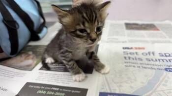 MIKKO -  Domestic Short Hair Cat for Adoption in Jacksonville, Florida - MIKKO | PetCurious