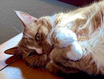 Domestic Short Hair Cats Available for Adoption - Jonesy | PetCurious