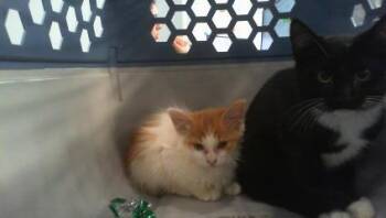 A1267682 -  Domestic Medium Hair Cat for Adoption in Charlotte, North Carolina - A1267682 | PetCurious