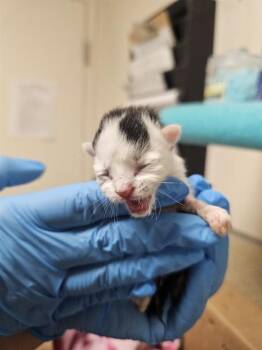 A1932402 -  Domestic Short Hair Cat for Adoption in Riverside, California - A1932402 | PetCurious