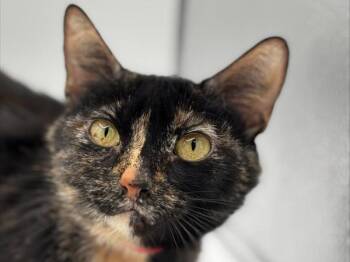 Brookie -  Domestic Short Hair Cat for Adoption in Portland, Oregon - Brookie | PetCurious