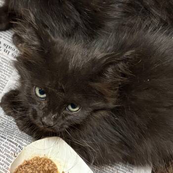 Ethel -  Domestic Short Hair Cat for Adoption in Yuma, Arizona - Ethel | PetCurious